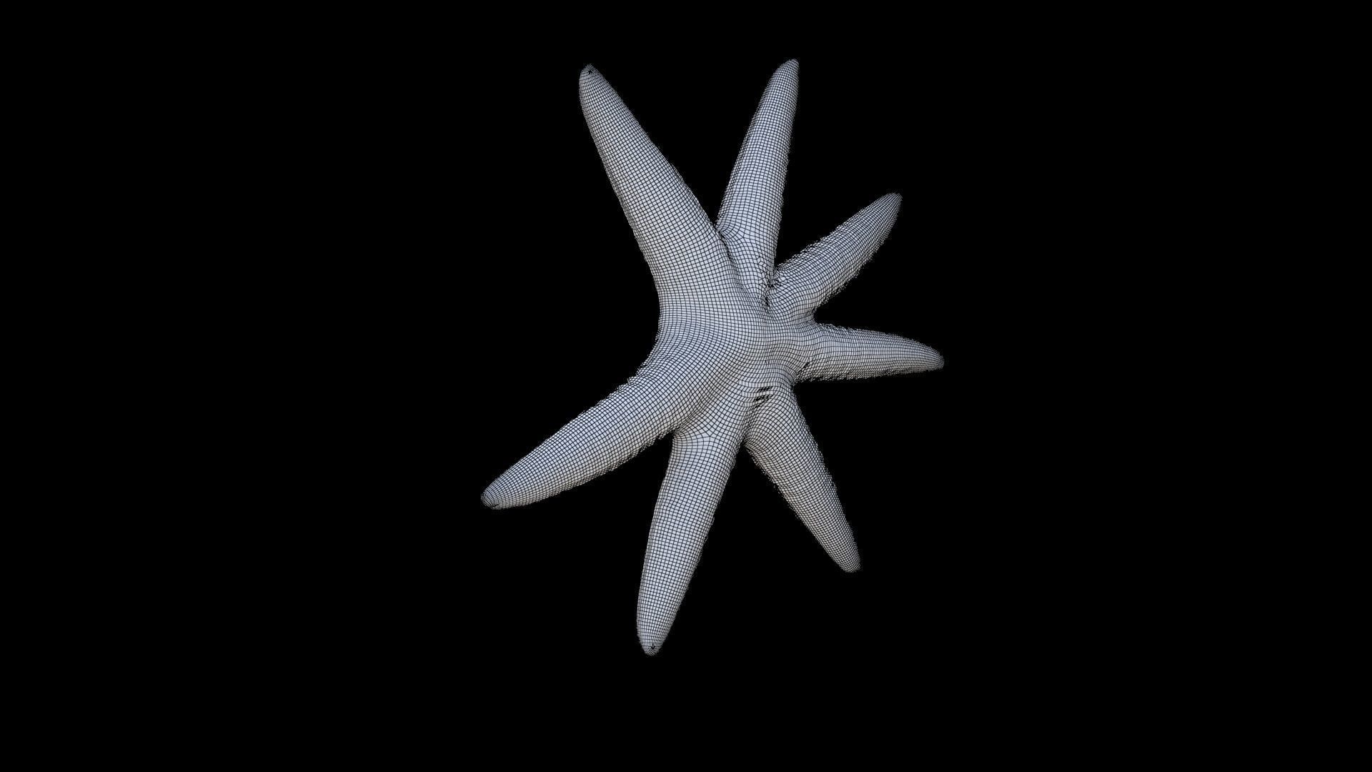 Starfish 1 3D model_5