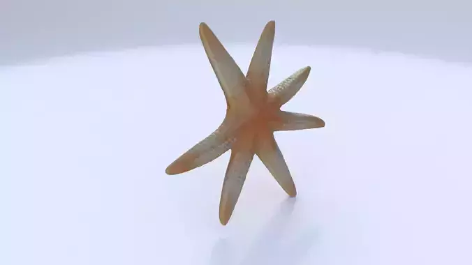 Starfish 1