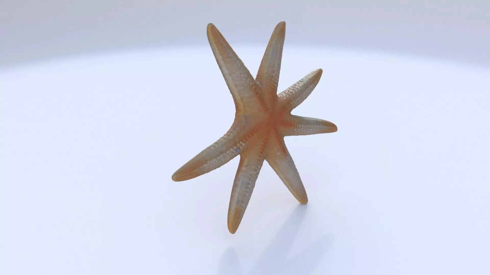 Starfish 1 3D model_0