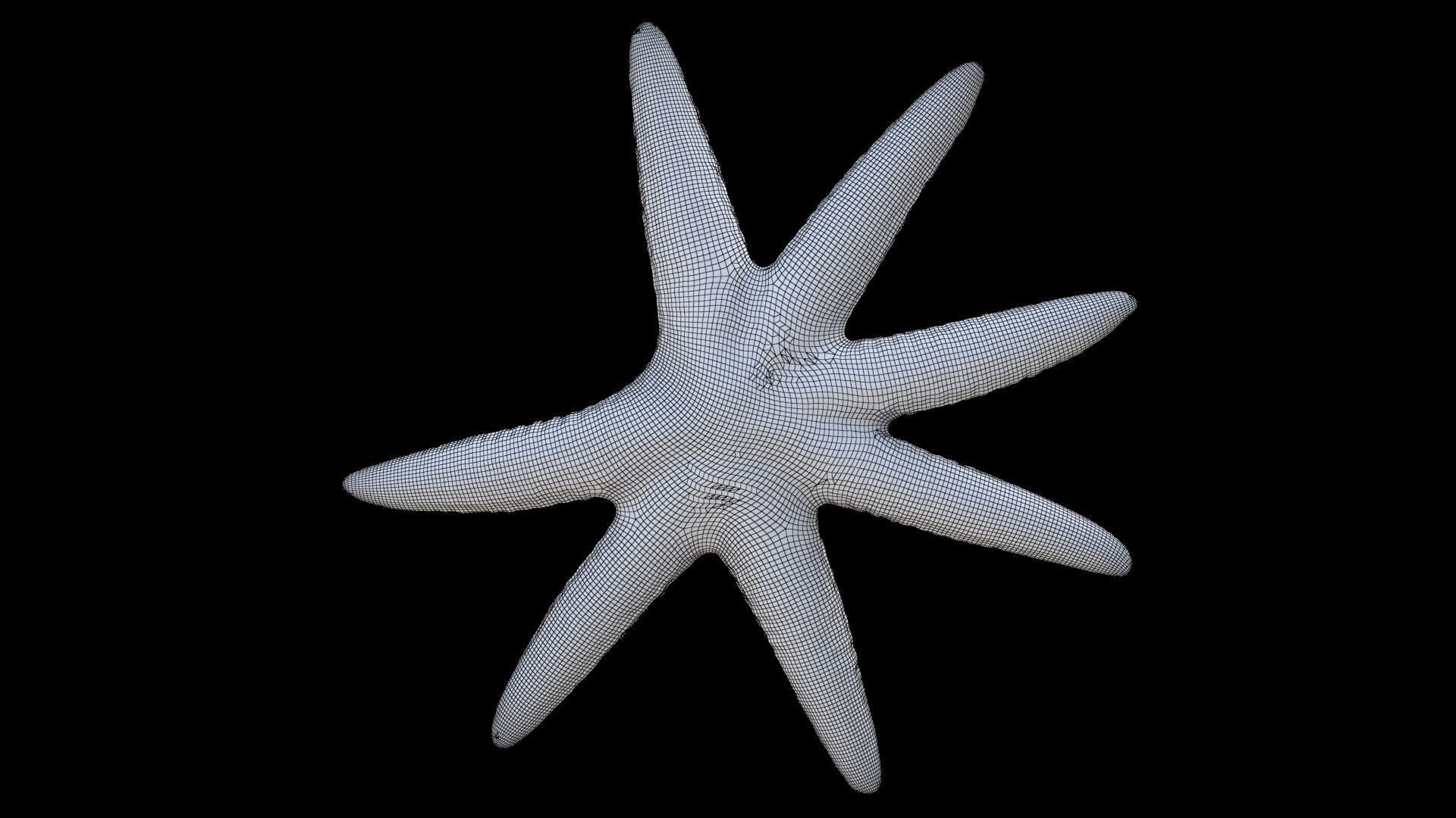 Starfish 1 3D model_6