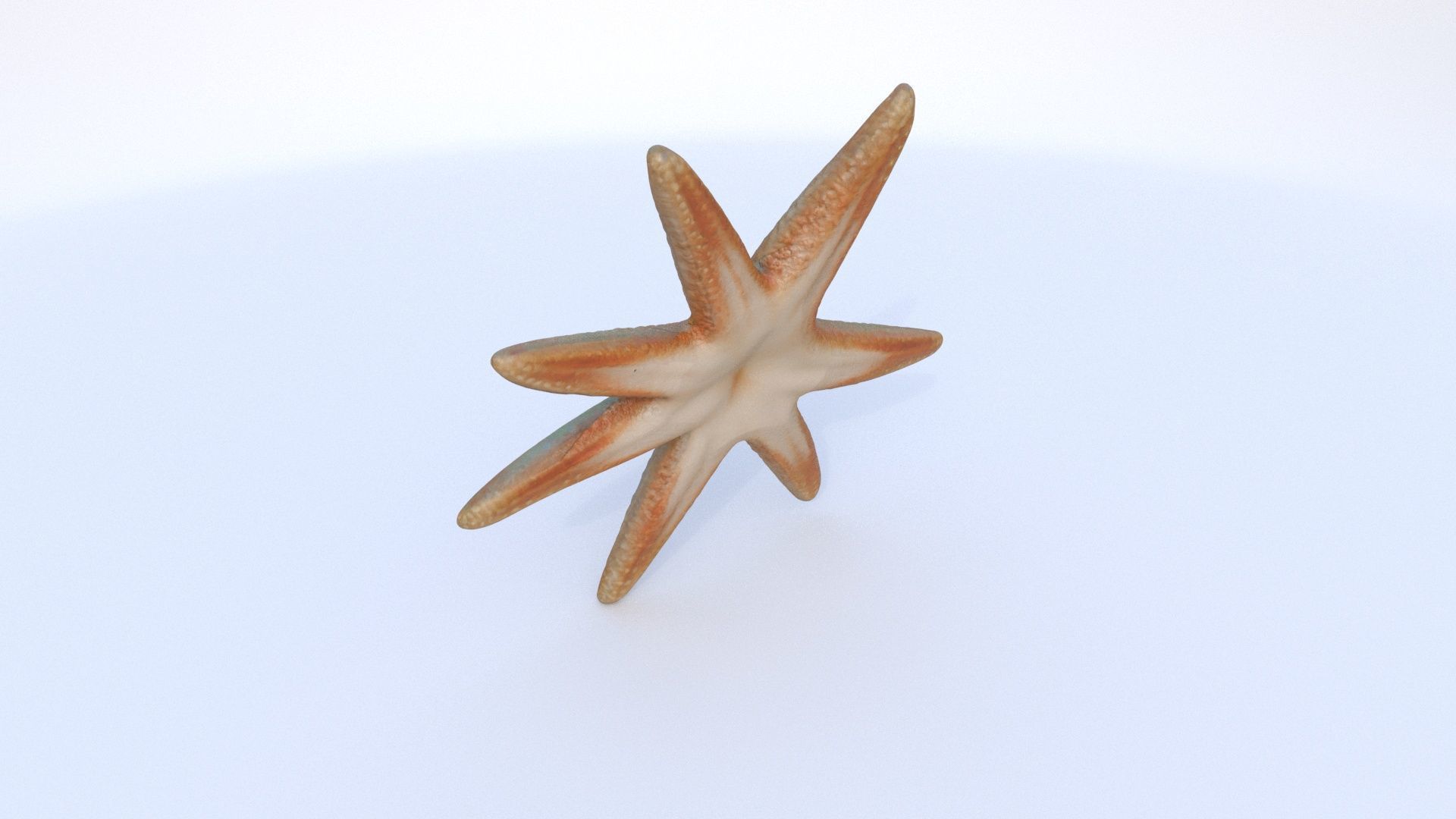 Starfish 1 3D model_3