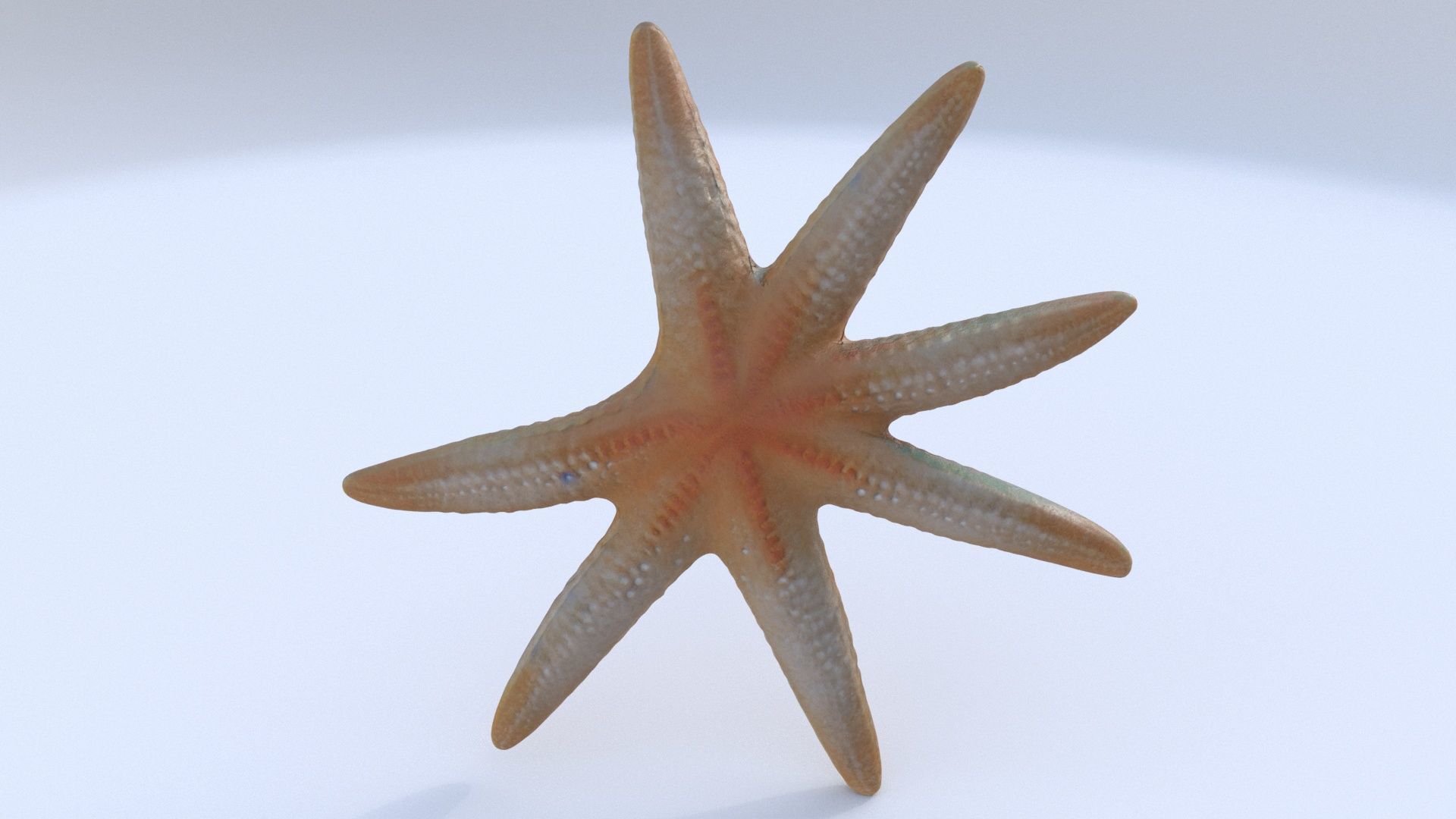 Starfish 1 3D model_1