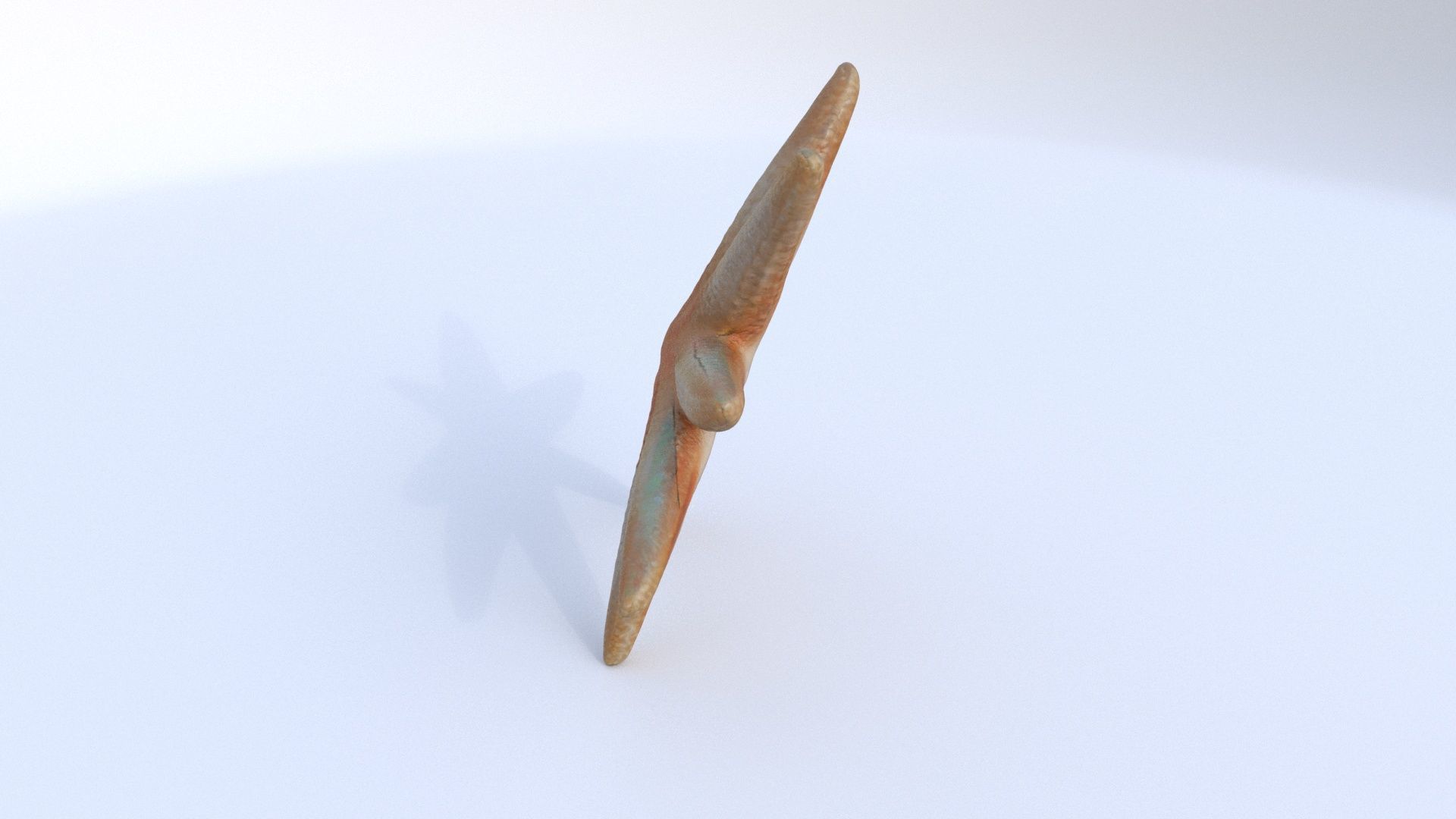 Starfish 1 3D model_2