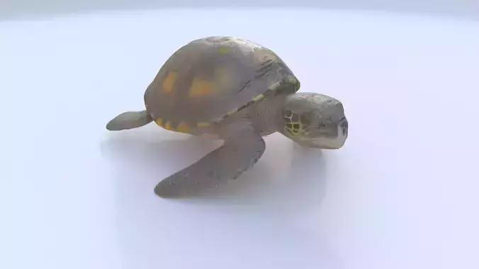 Turtle