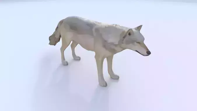 Wolf