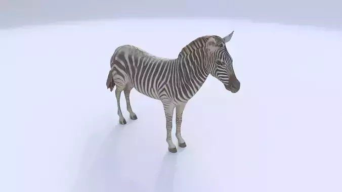 Zebra