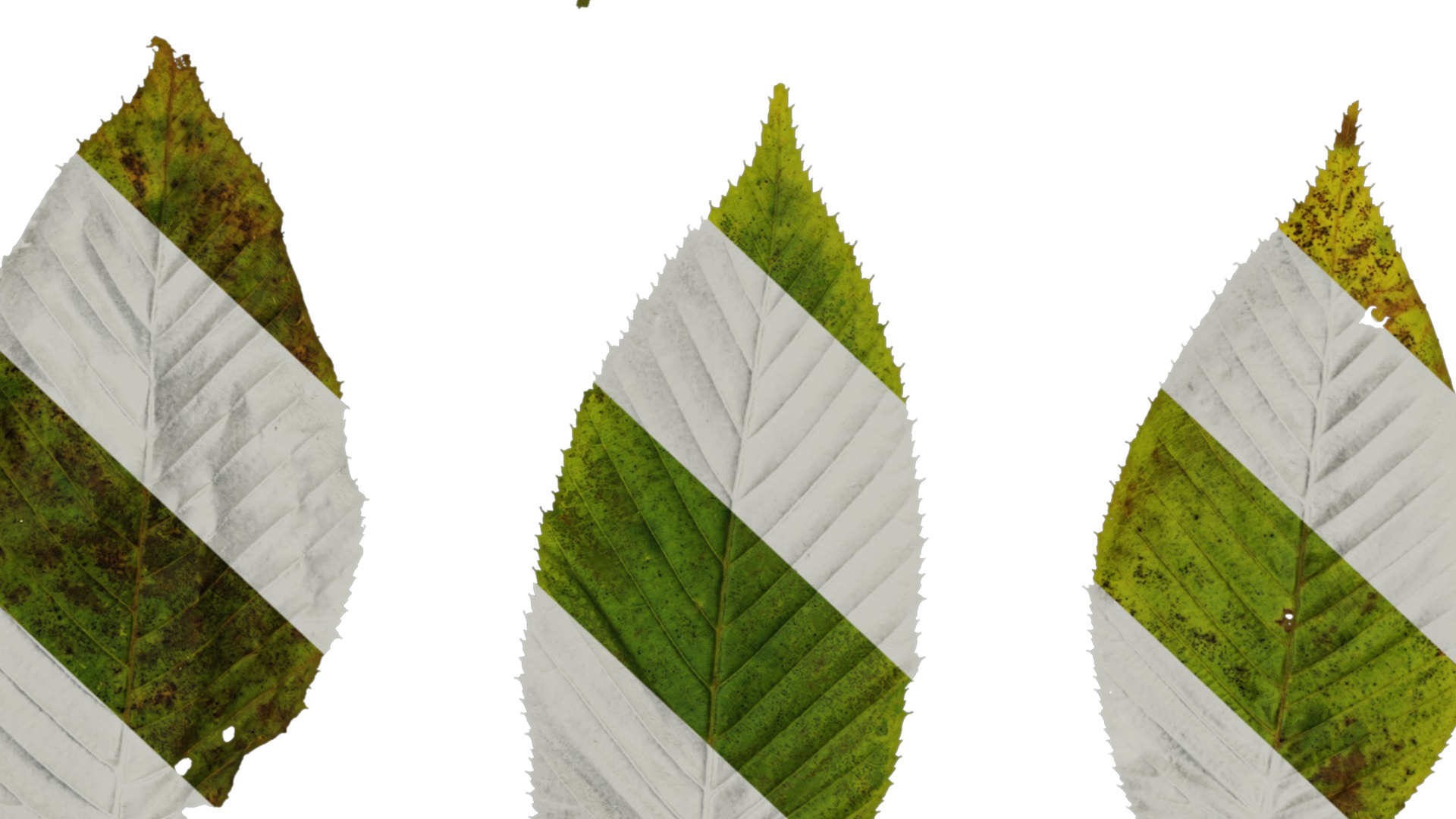 Anydrafts Carpinus cordata Leaf 01 Texture_7