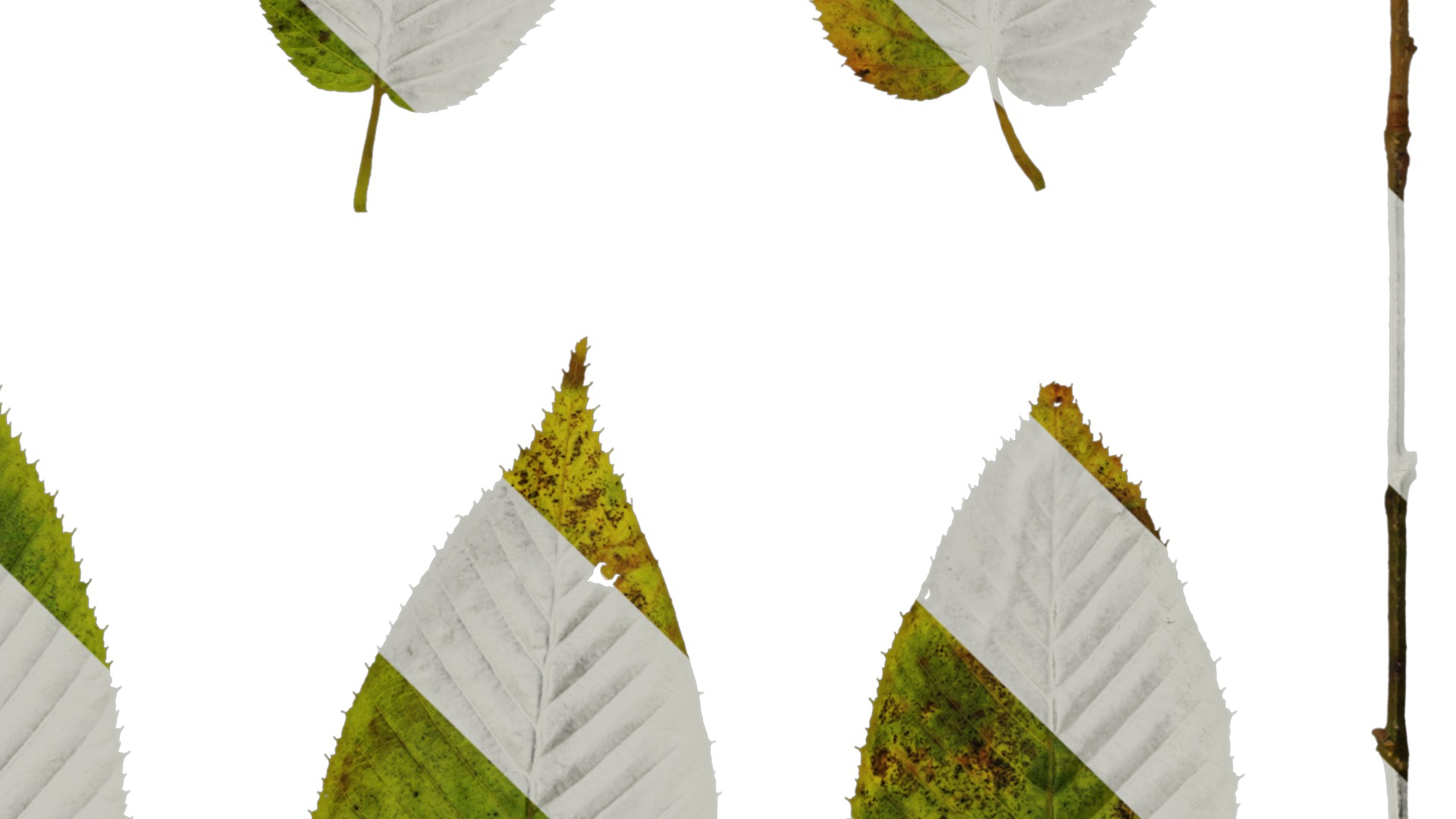 Anydrafts Carpinus cordata Leaf 01 Texture_4