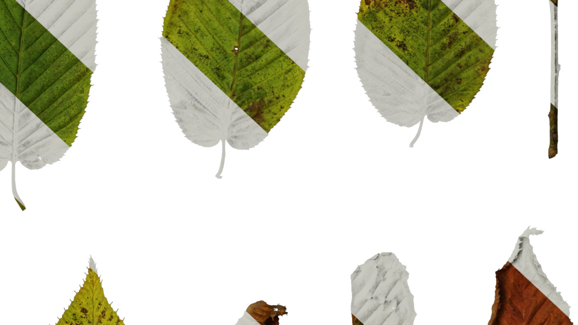 Anydrafts Carpinus cordata Leaf 01 Texture_6