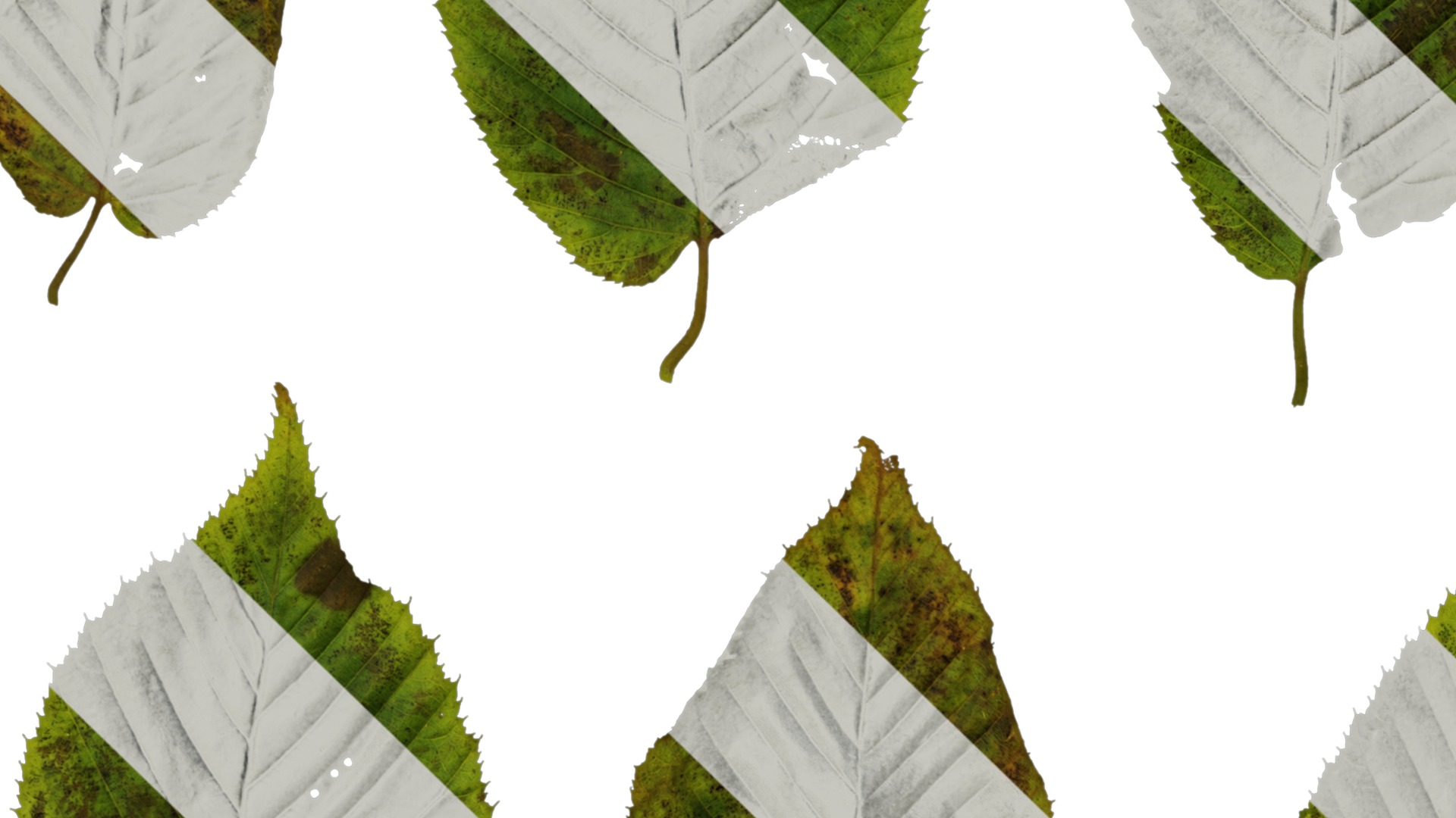 Anydrafts Carpinus cordata Leaf 01 Texture_3