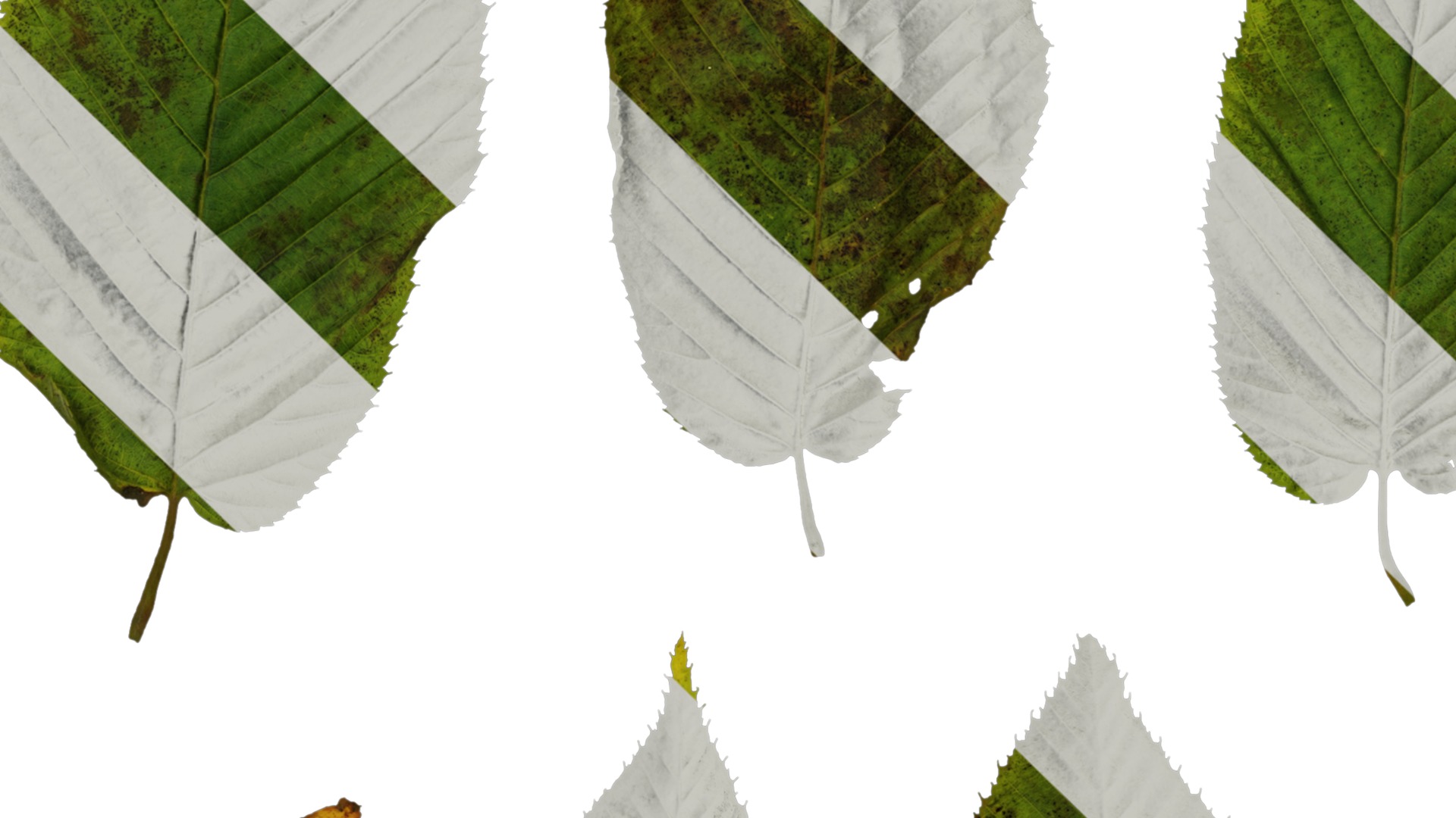 Anydrafts Carpinus cordata Leaf 01 Texture_5