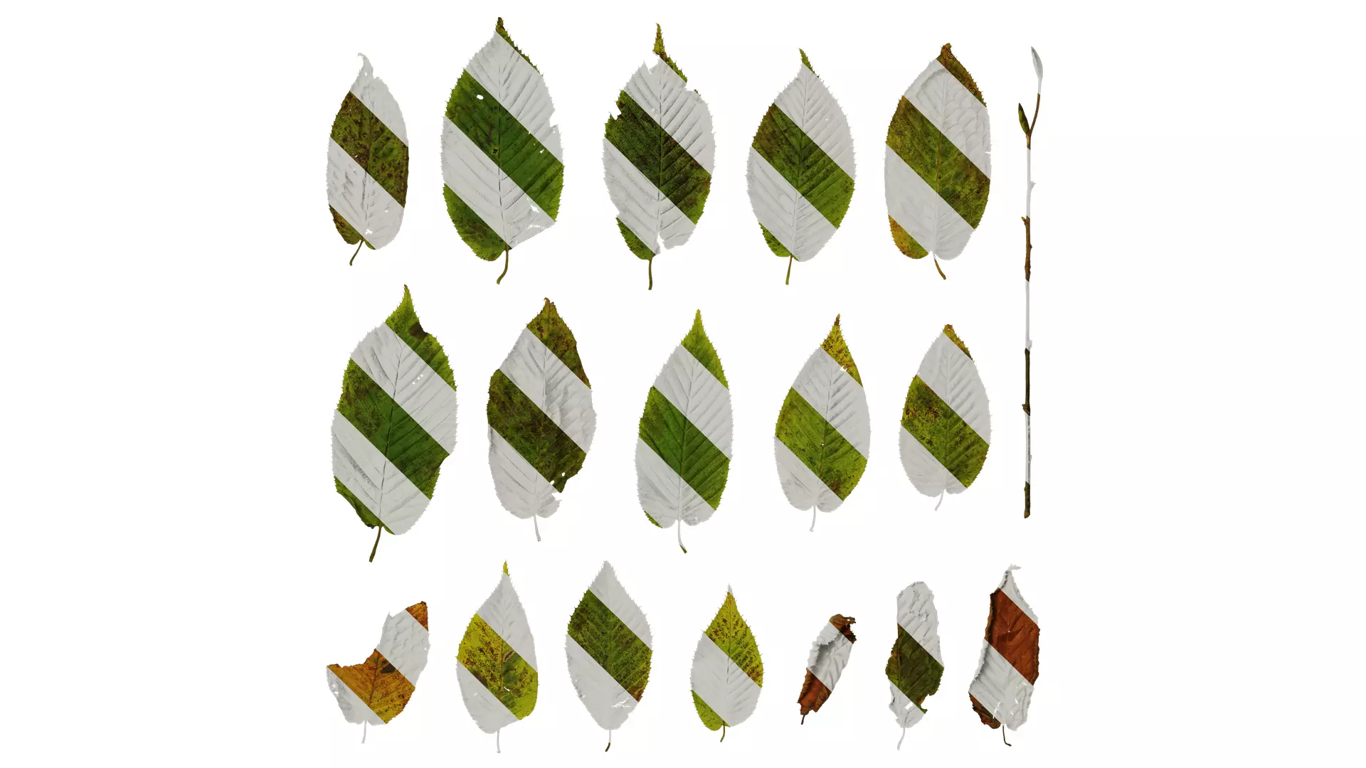 Anydrafts Carpinus cordata Leaf 01 Texture_0