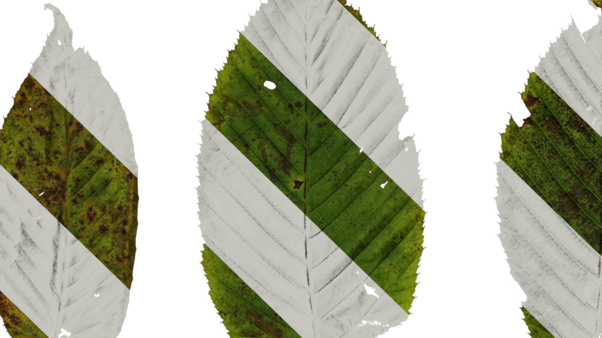 Anydrafts Carpinus cordata Leaf 01 Texture_1