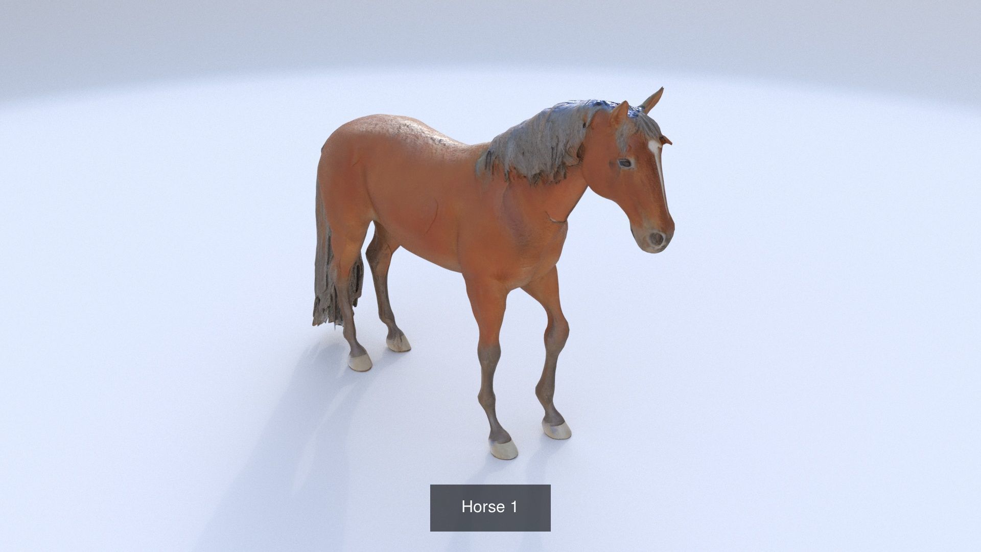 31 3D models of various animals 3D Model Collection_20
