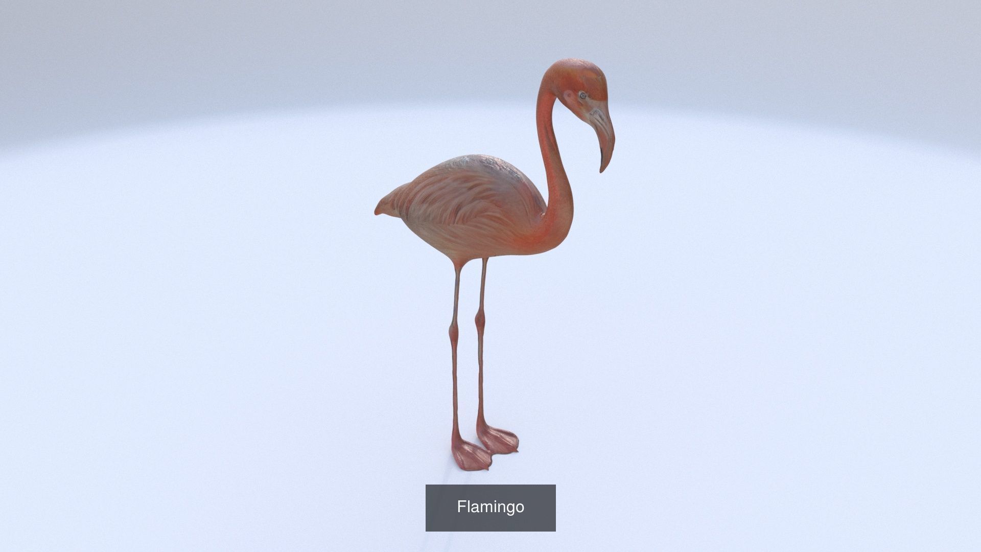 31 3D models of various animals 3D Model Collection_15