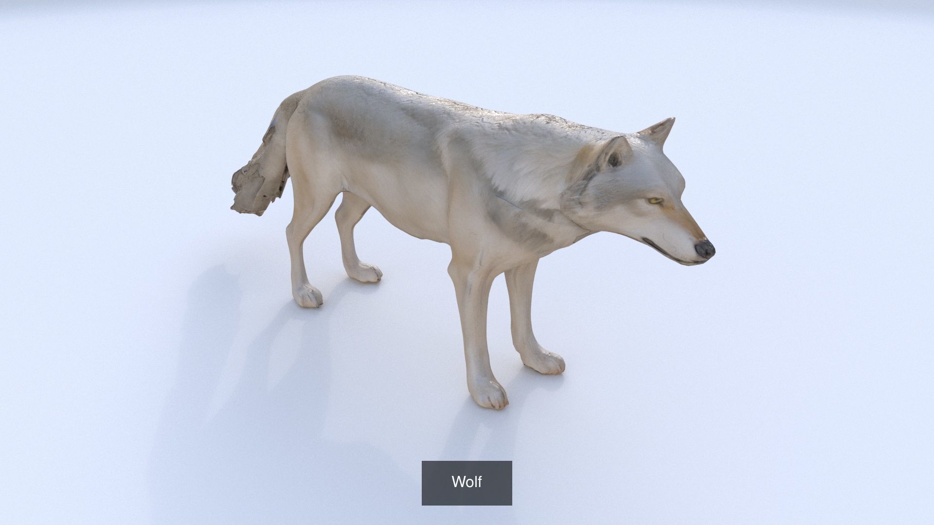 31 3D models of various animals 3D Model Collection_33