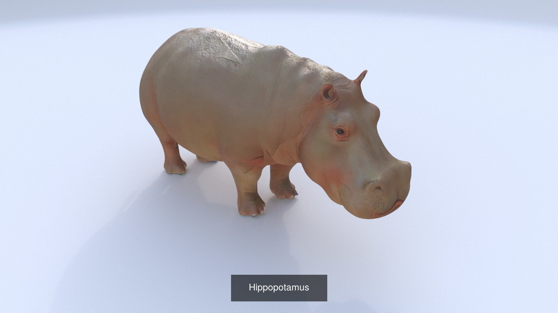 31 3D models of various animals 3D Model Collection_19
