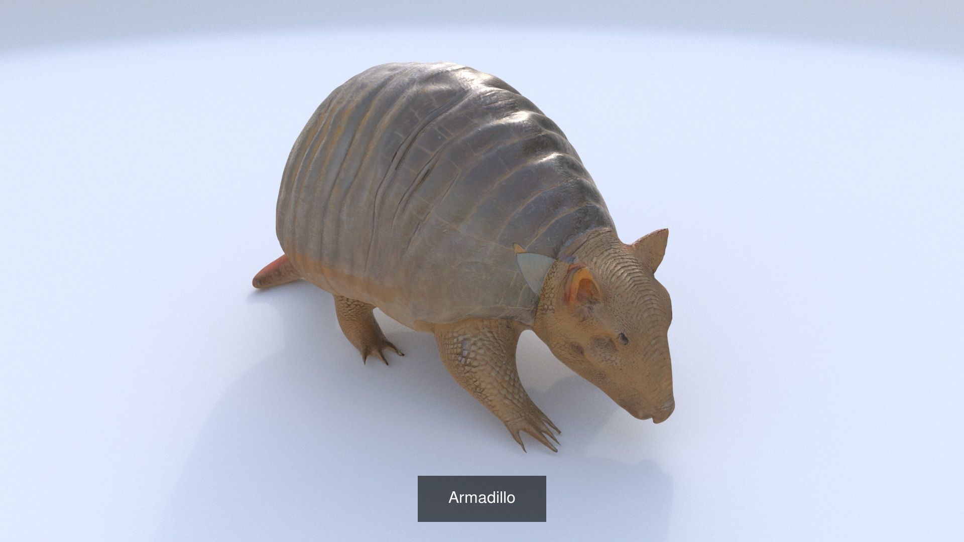 31 3D models of various animals 3D Model Collection_5