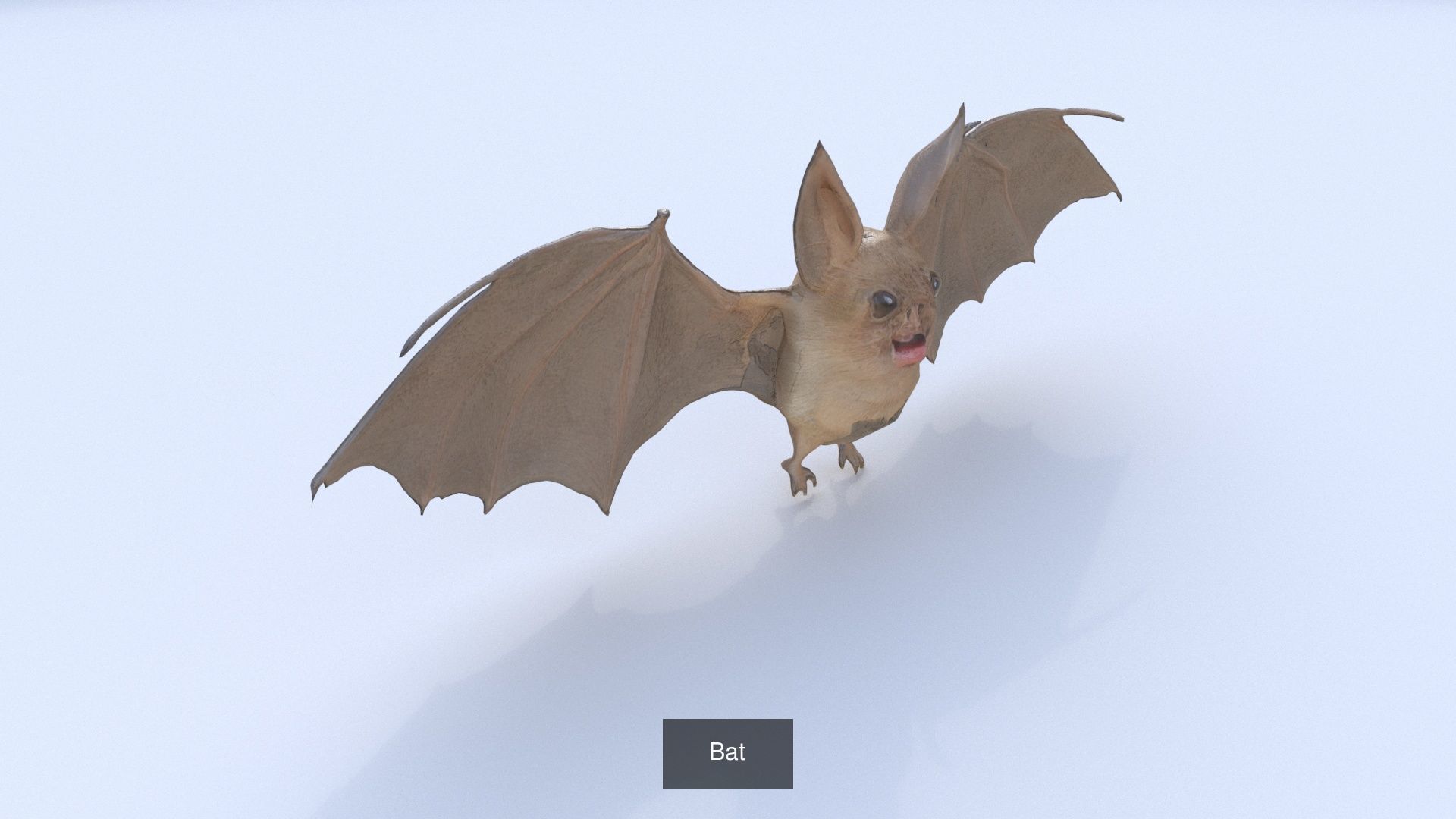 31 3D models of various animals 3D Model Collection_6