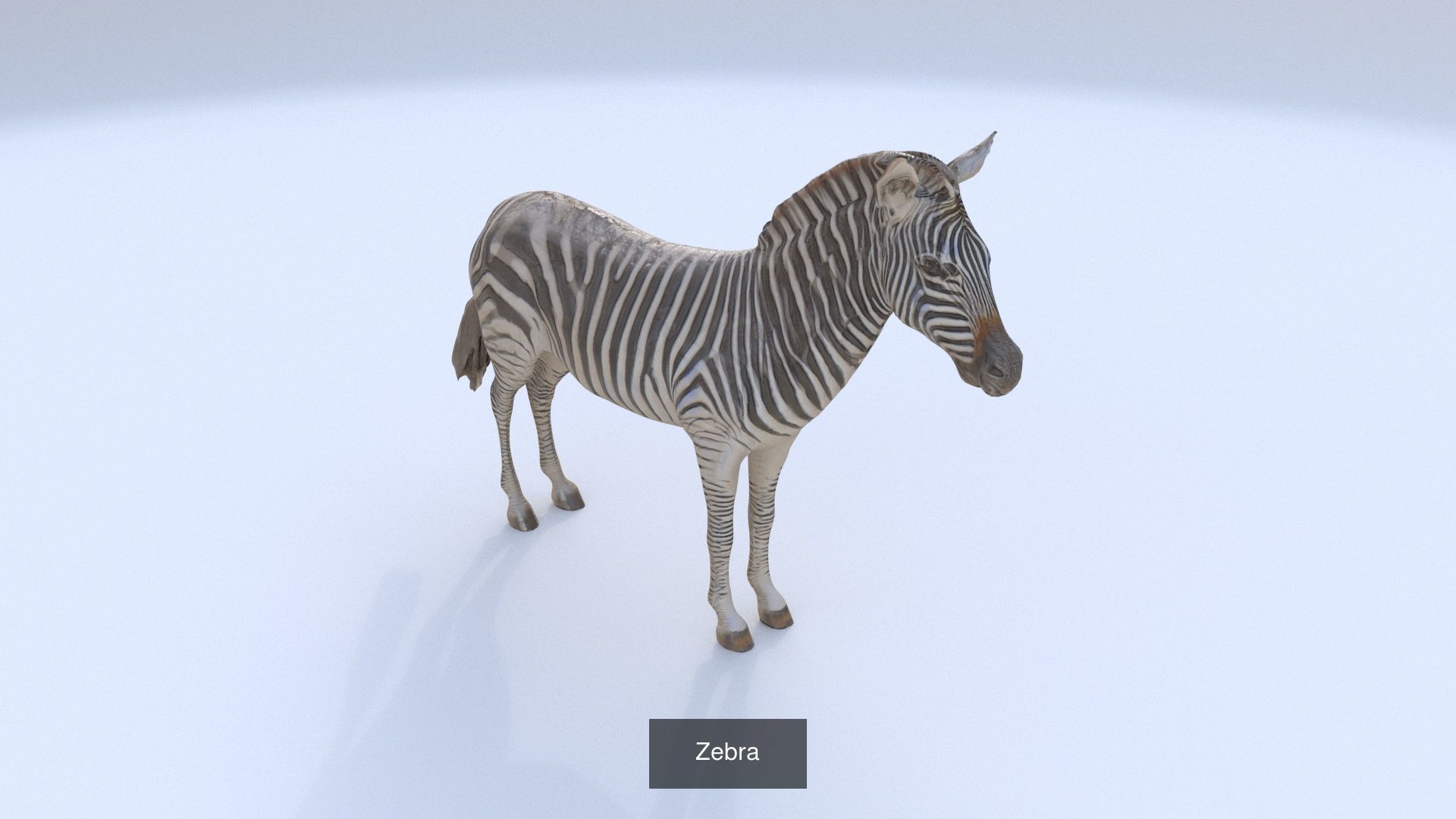 31 3D models of various animals 3D Model Collection_34