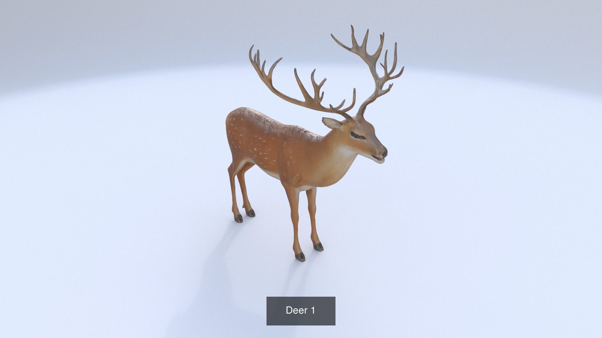 31 3D models of various animals 3D Model Collection_12