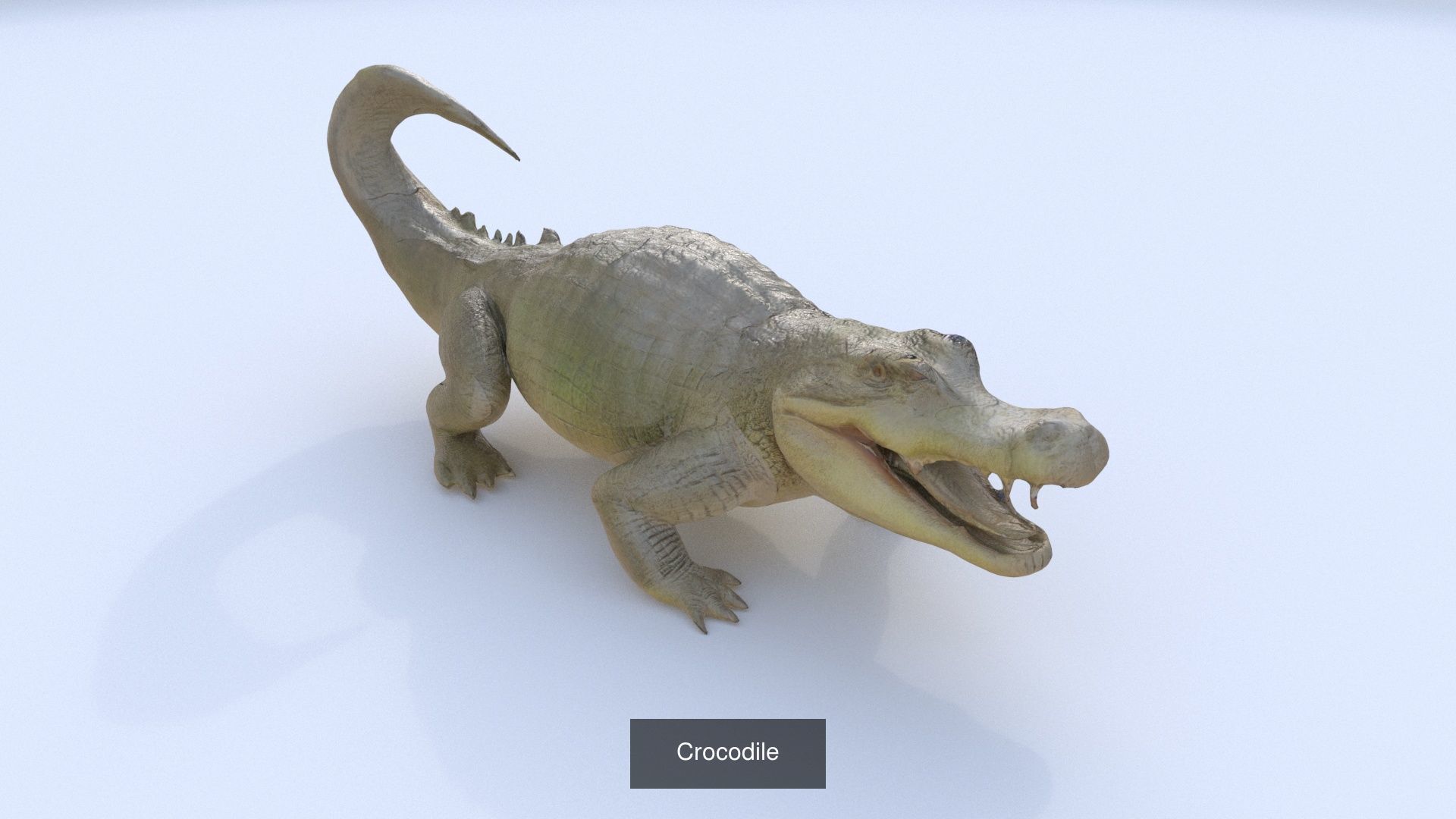 31 3D models of various animals 3D Model Collection_10