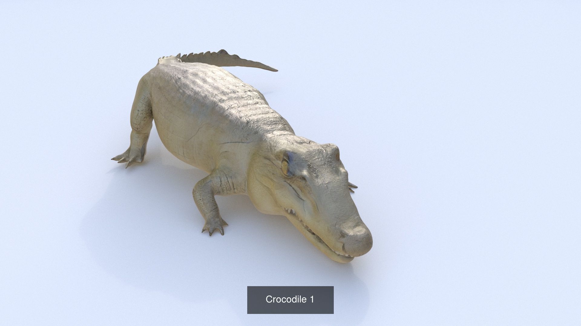 31 3D models of various animals 3D Model Collection_11