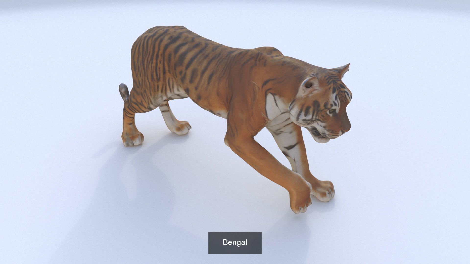 31 3D models of various animals 3D Model Collection_3