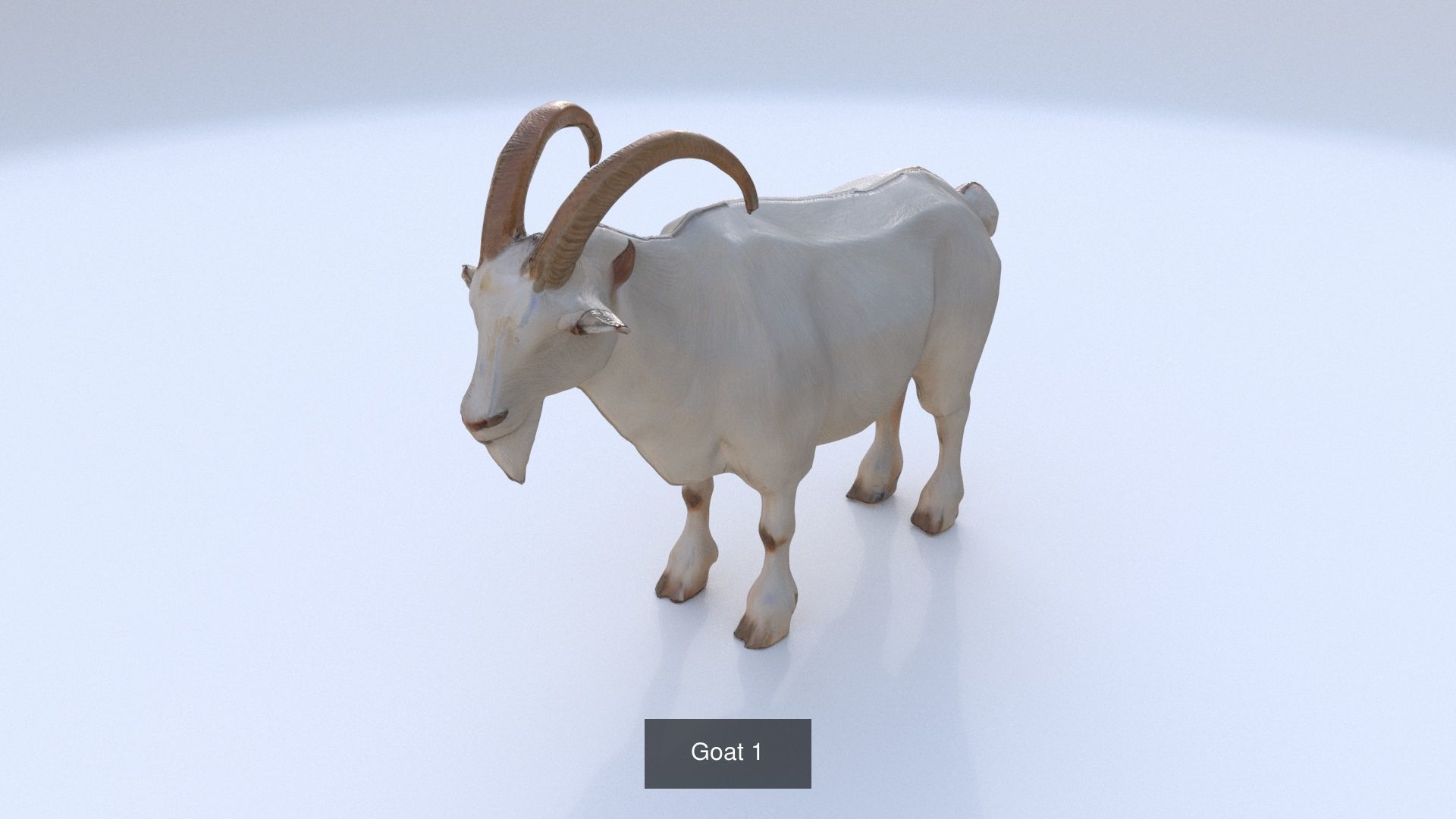 31 3D models of various animals 3D Model Collection_18