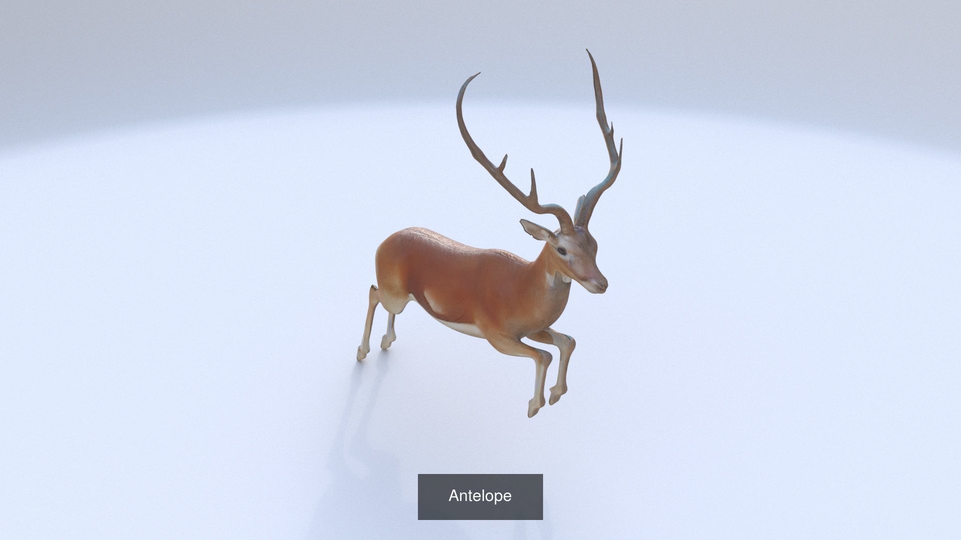 31 3D models of various animals 3D Model Collection_4