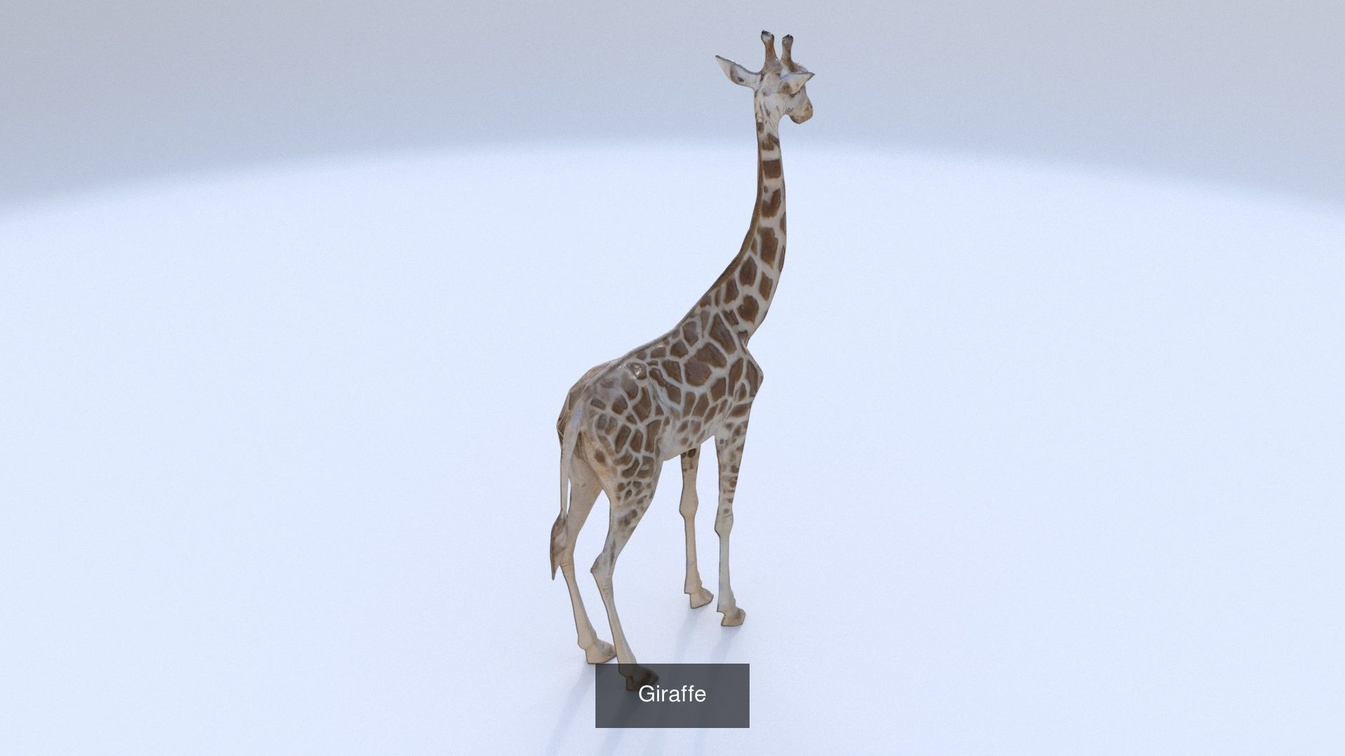 31 3D models of various animals 3D Model Collection_17