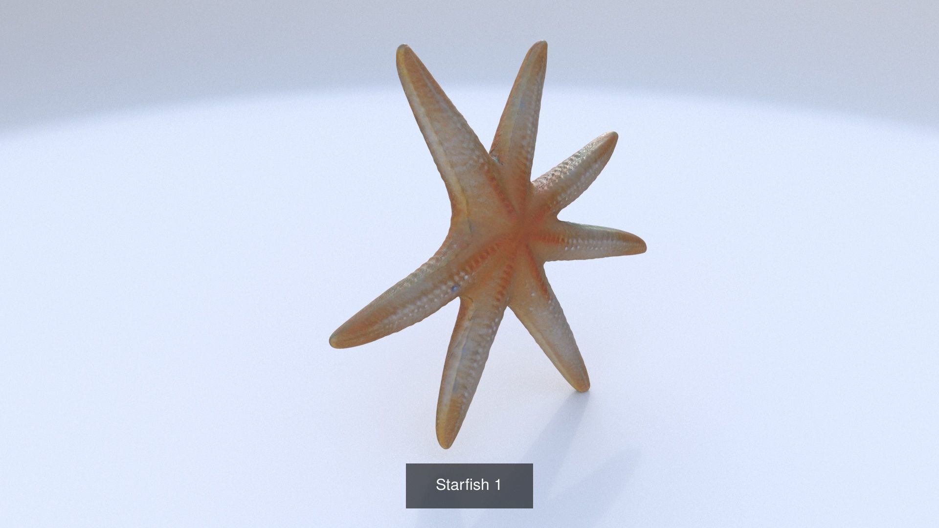 31 3D models of various animals 3D Model Collection_29