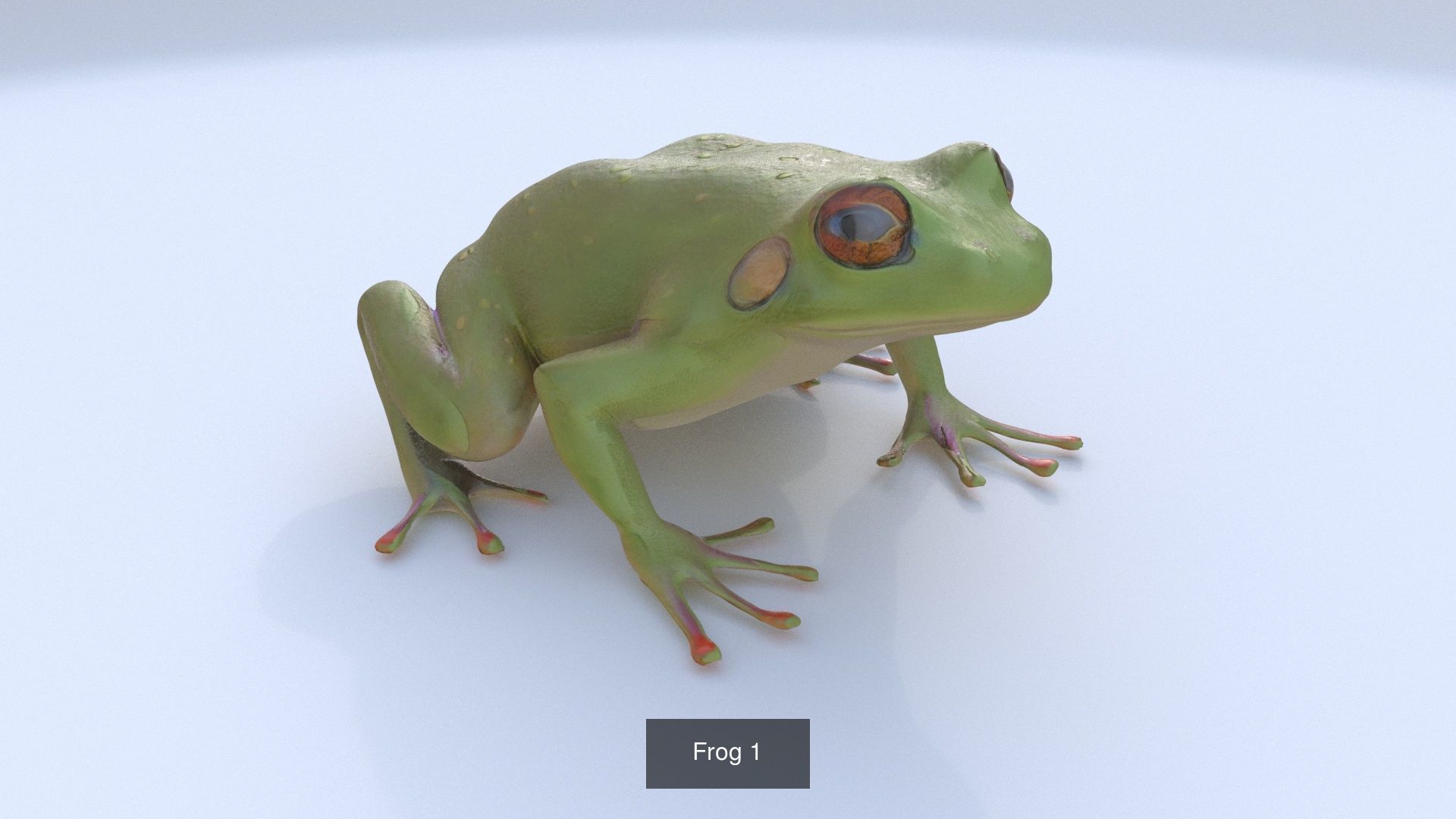 31 3D models of various animals 3D Model Collection_16