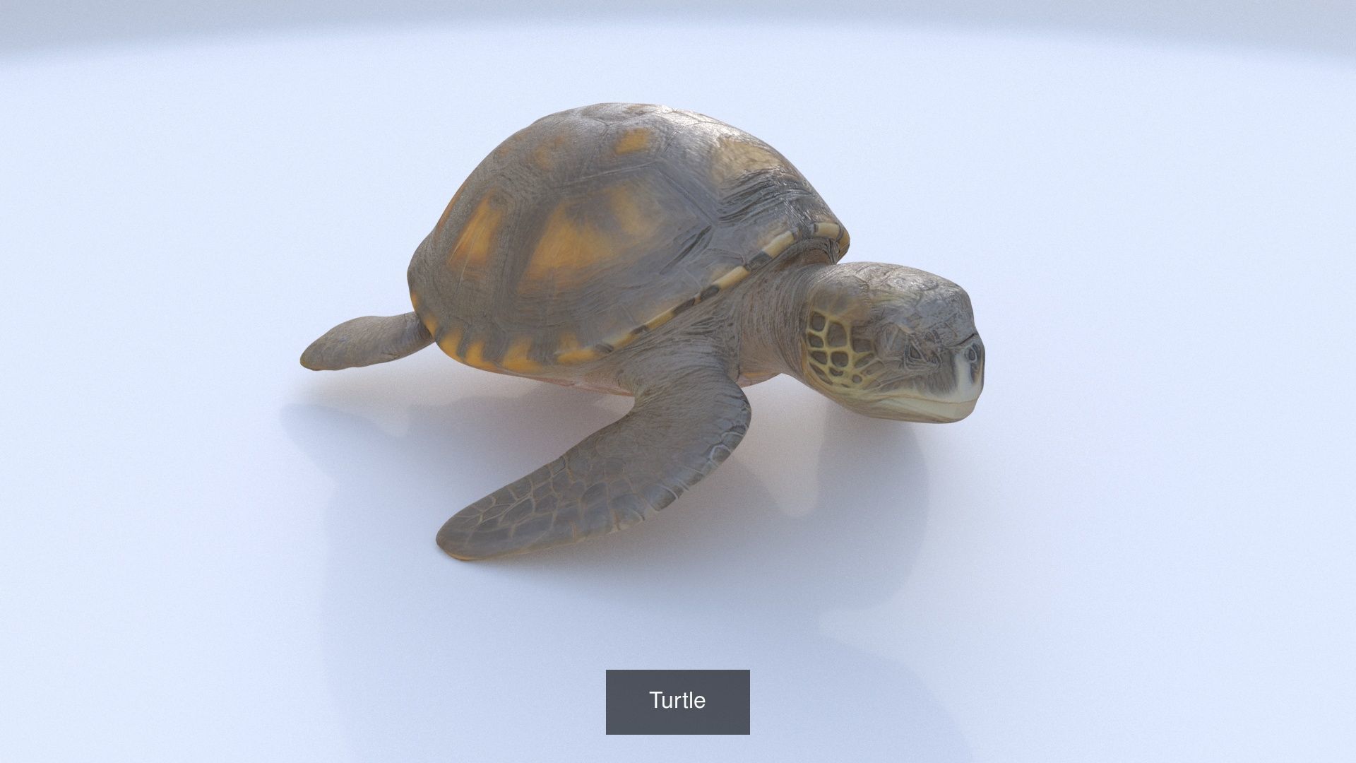 31 3D models of various animals 3D Model Collection_31