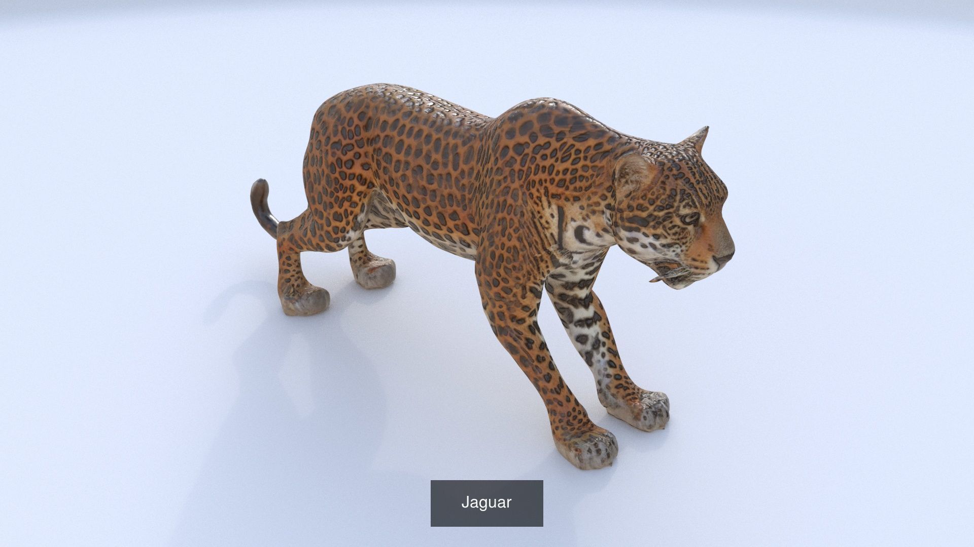 31 3D models of various animals 3D Model Collection_21