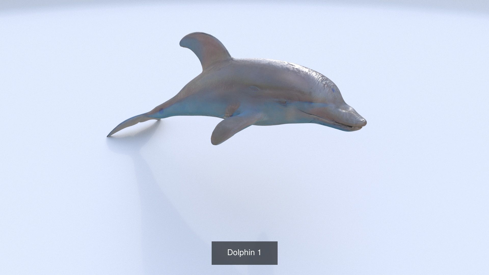 31 3D models of various animals 3D Model Collection_13