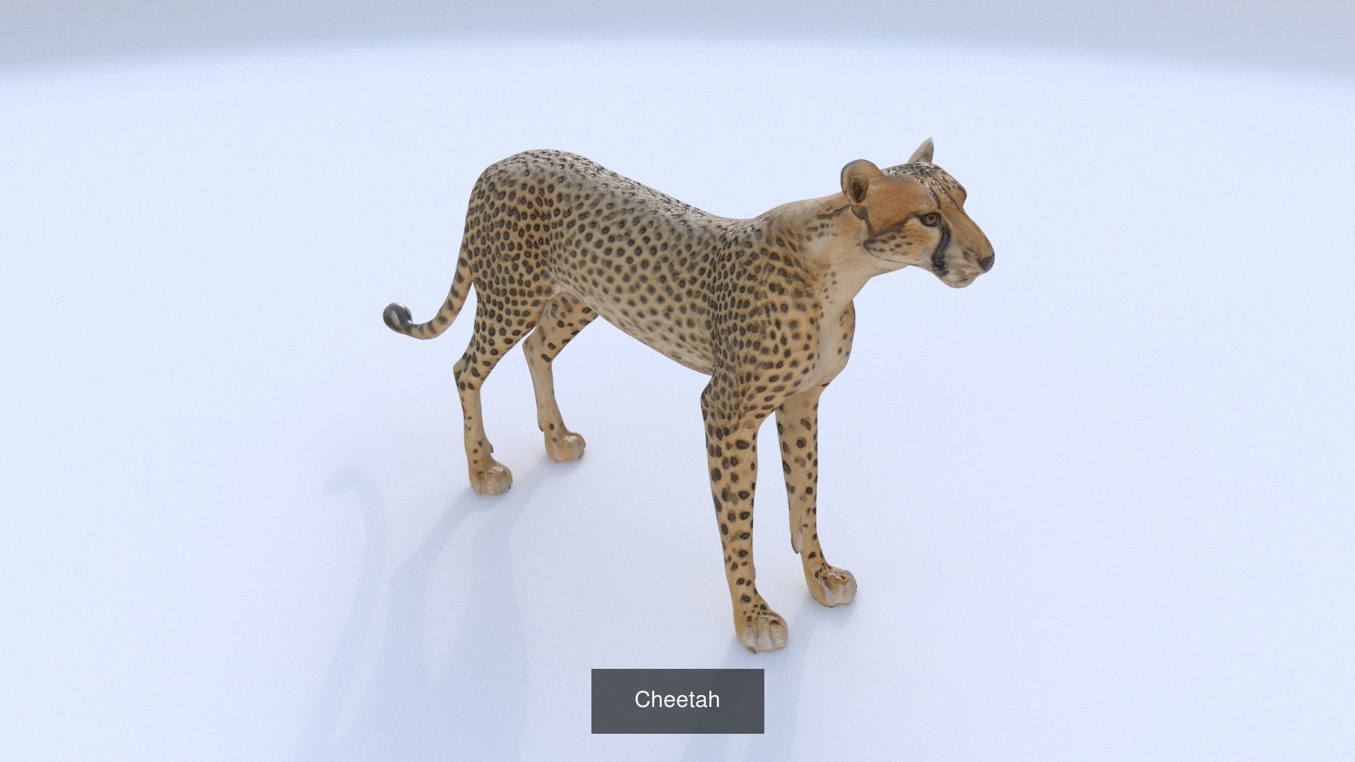 31 3D models of various animals 3D Model Collection_9