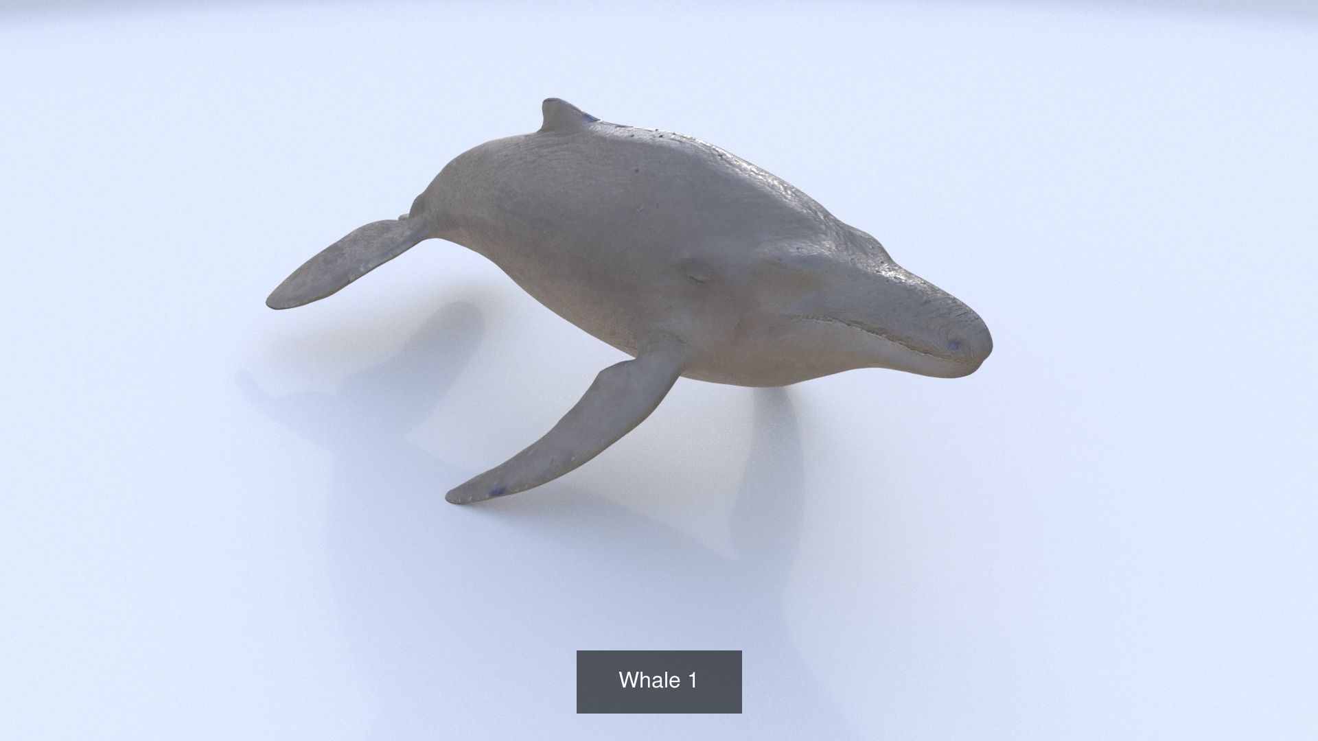 31 3D models of various animals 3D Model Collection_32