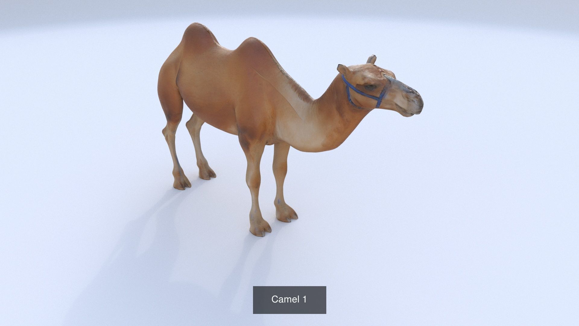 31 3D models of various animals 3D Model Collection_8