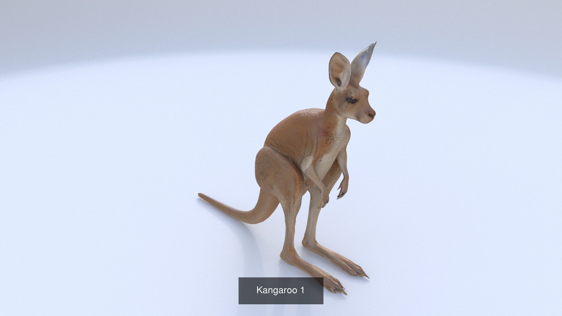 31 3D models of various animals 3D Model Collection_22