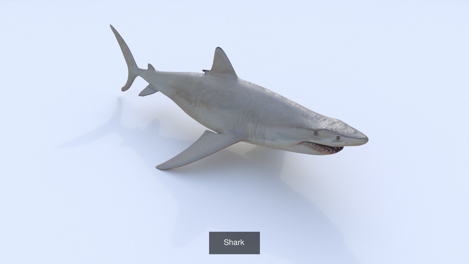 31 3D models of various animals 3D Model Collection_28