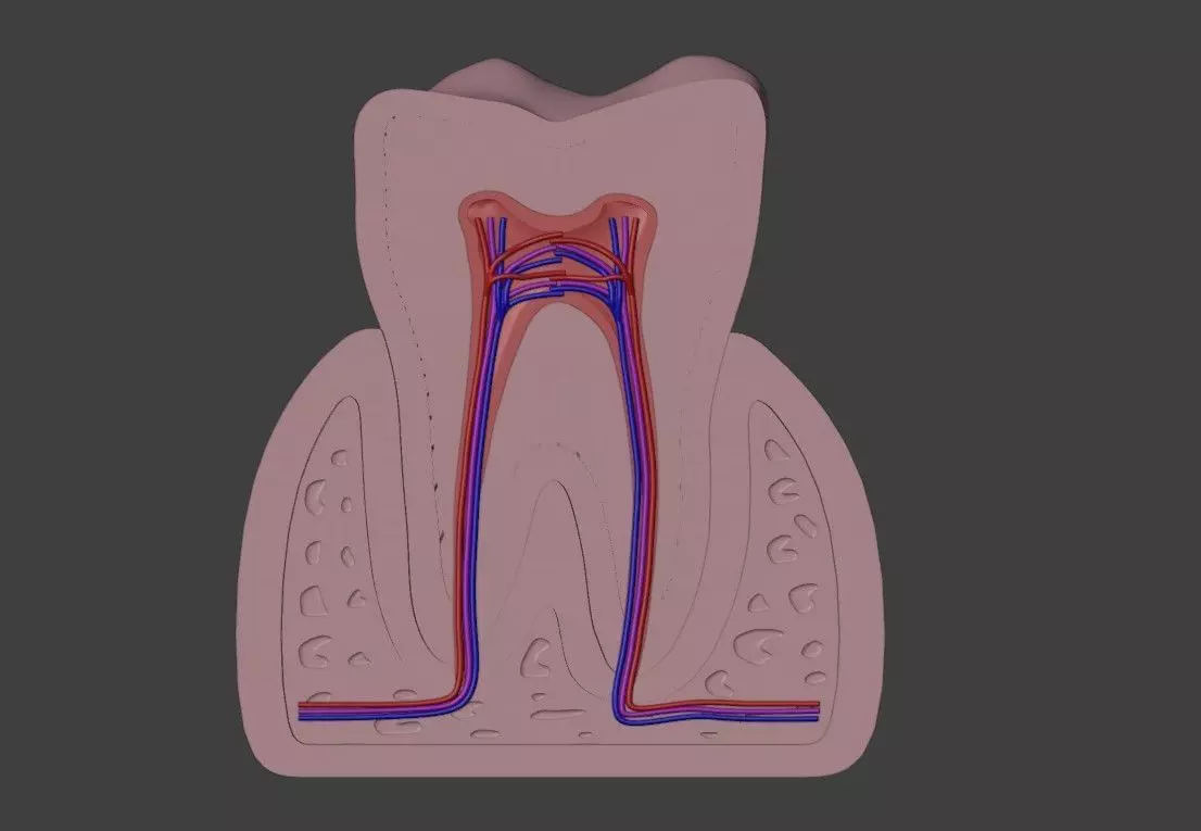 3D Dental Model of Teeth 3D print model