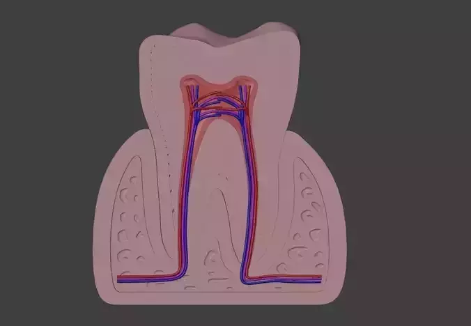 3D Dental Model of Teeth