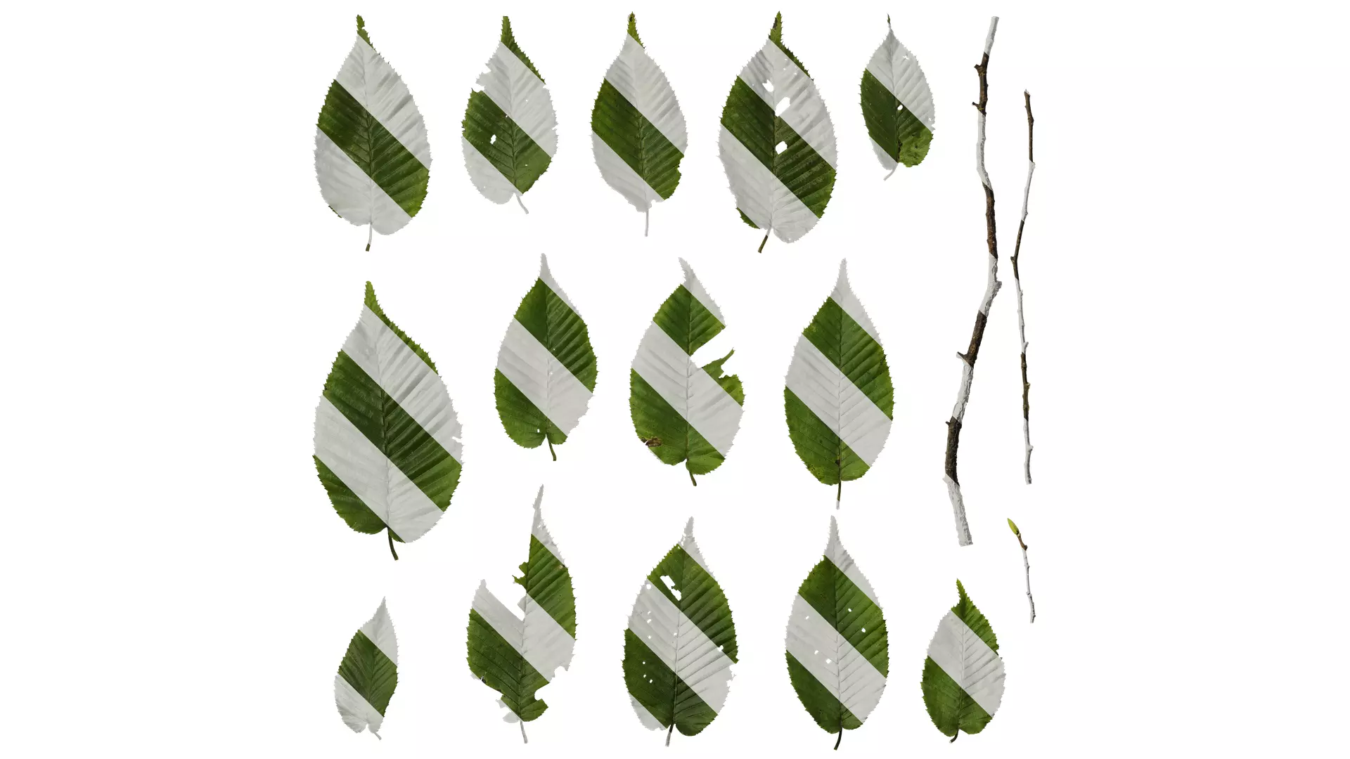 Anydrafts Carpinus cordata Leaf 02 Texture