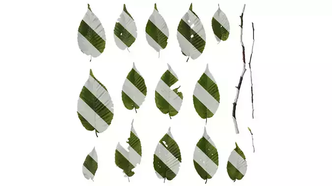 Anydrafts Carpinus cordata Leaf 02