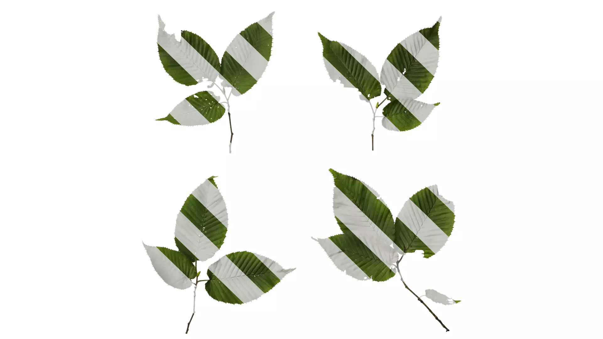 Anydrafts Carpinus cordata Leaf 03 Texture