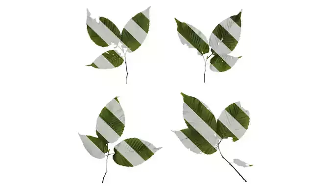 Anydrafts Carpinus cordata Leaf 03