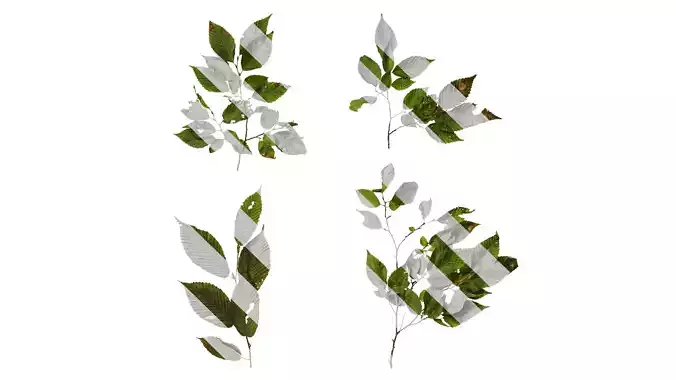 Anydrafts Carpinus tschonoskii Atlas 01