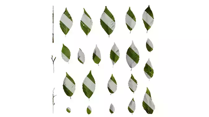 Anydrafts Carpinus tschonoskii Leaf 01