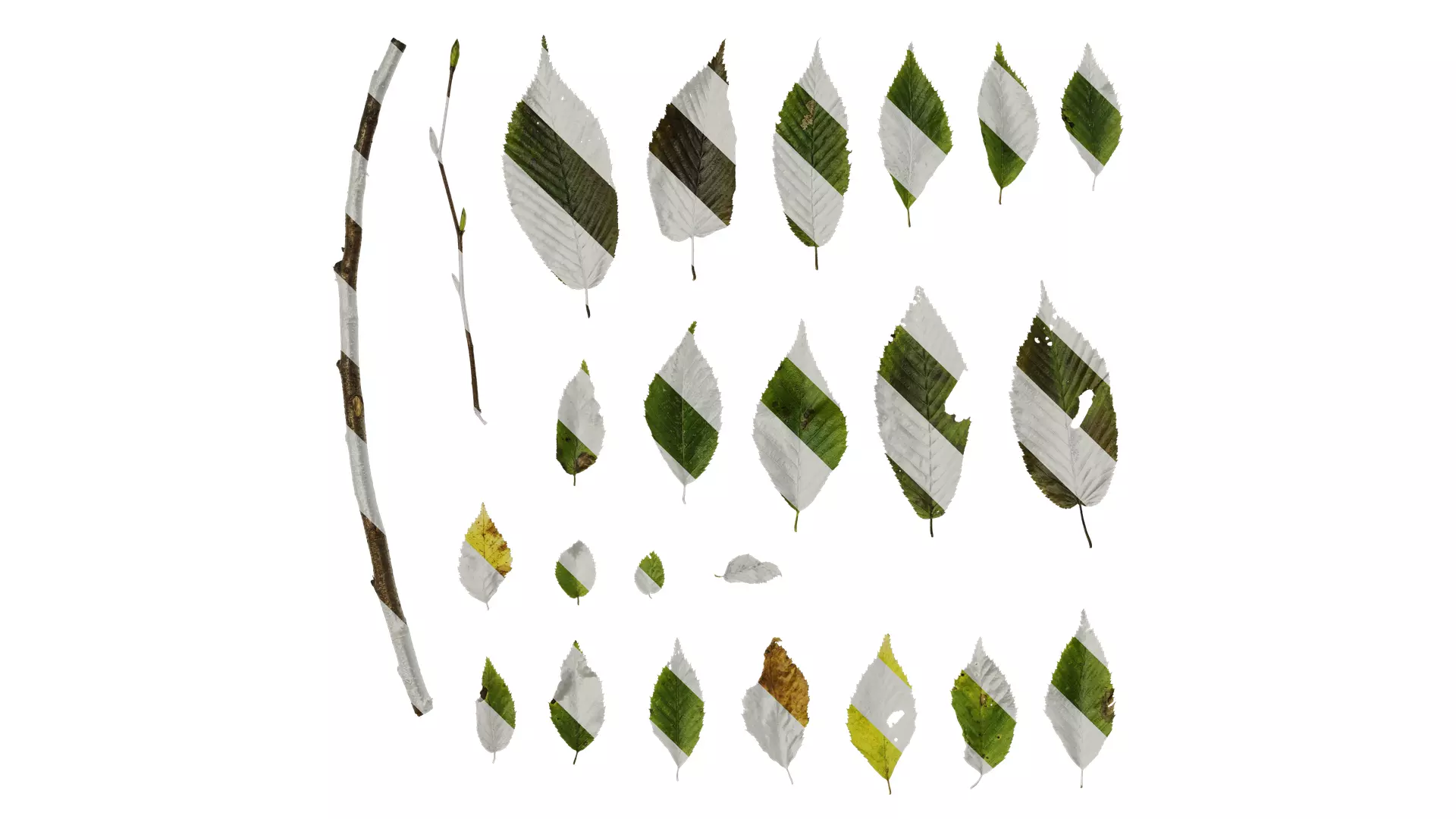 Anydrafts Carpinus tschonoskii Leaf 02 Texture
